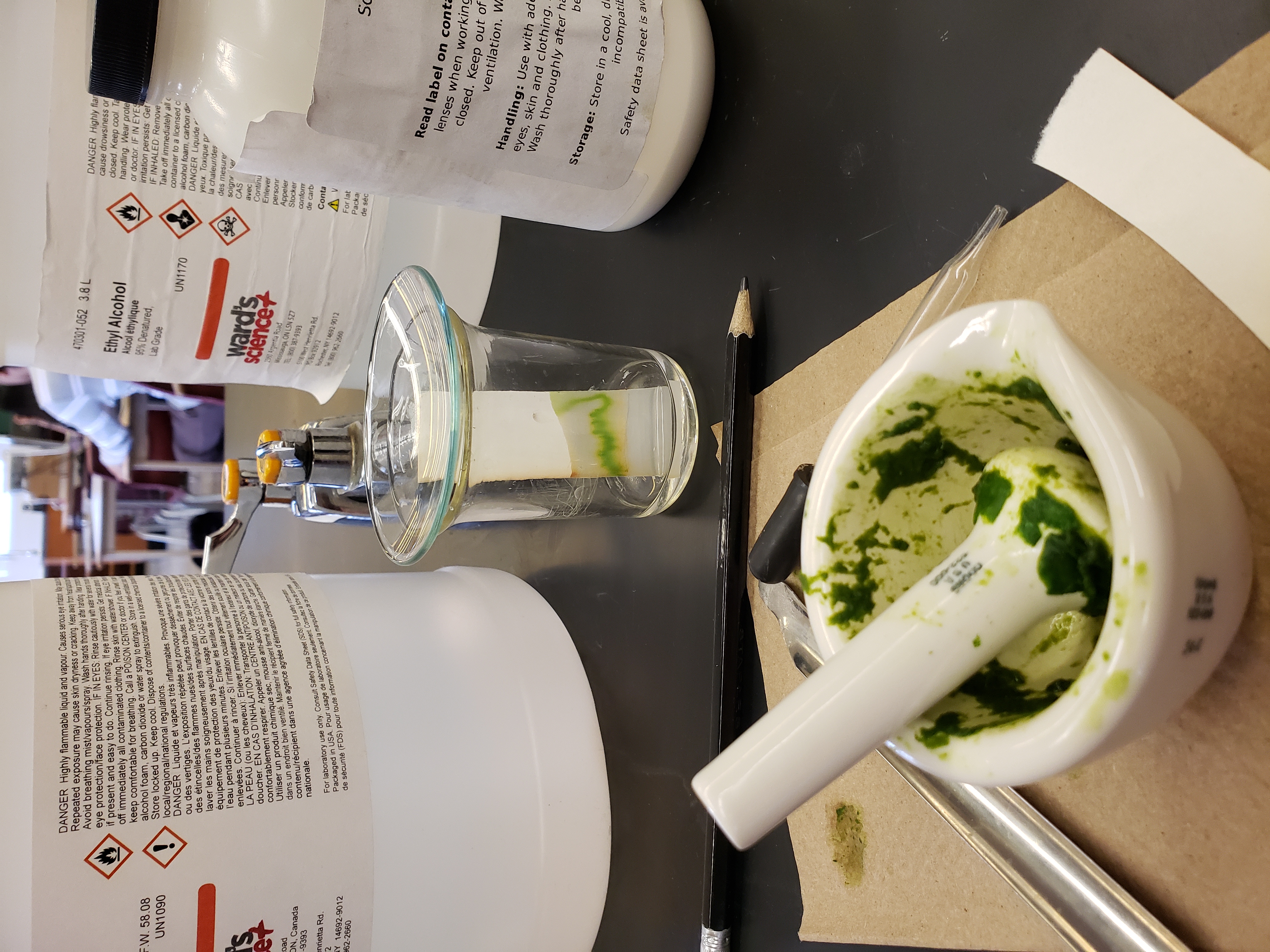 Chlorophyll 
Chromatography (Gr 12 Biology) Open Gallery